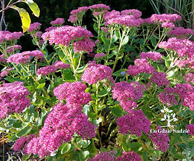 Rozchodnik okazały 'Meteor'