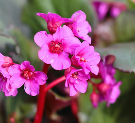 Bergenia