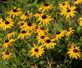 Rudbekia błyskotliwa