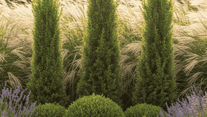 Kolumnowe i kuliste iglaki na rabacie ogrodowej