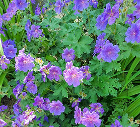 Bodziszek wspaniały