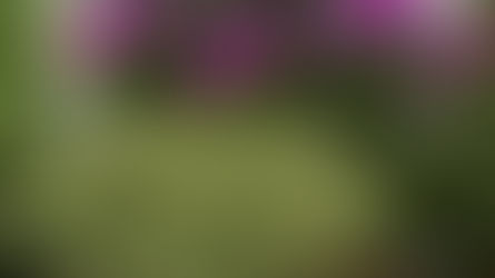 Rabata ogrodowa z czosnkami ozdobnymi – jak stworzyć piękną aranżację?