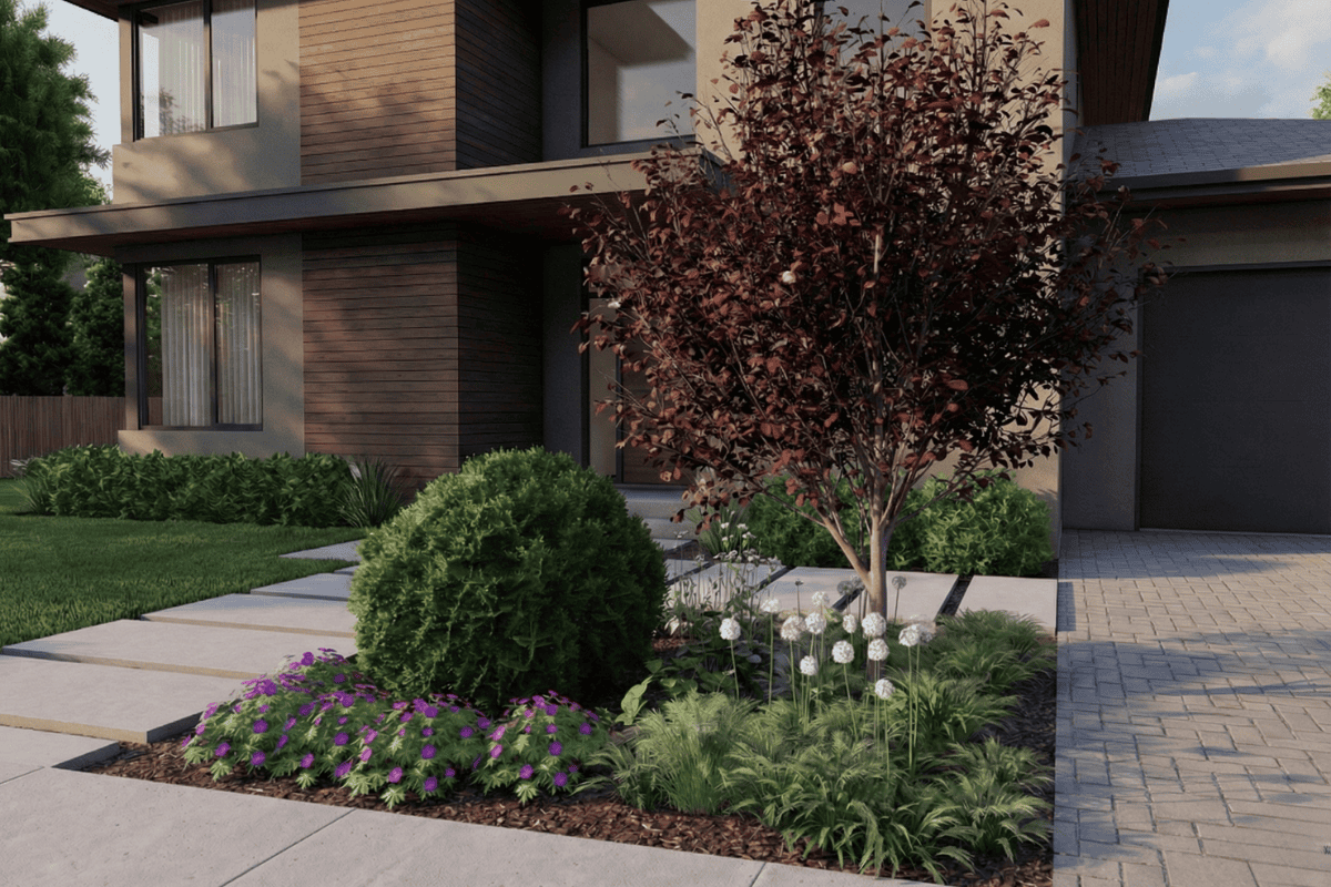Kwitnąca rabata przed domem z bordowym drzewem, iglakami i trawami