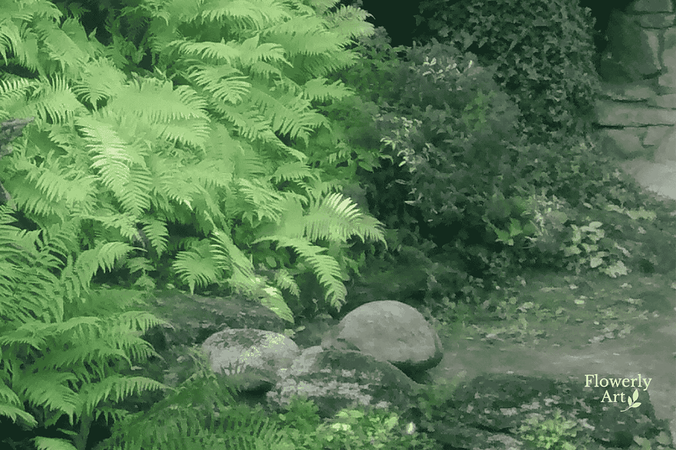 Ogród w cieniu z kamieniami