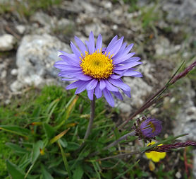 Aster alpejski