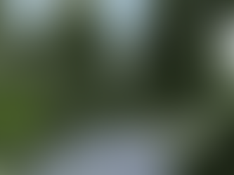 Projekt ogrodu w cieniu