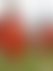 National Broadcast Recaps