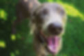 C0B5BE34-004C-45B1-A3B2-2DCA7802F7AB_edited.jpg