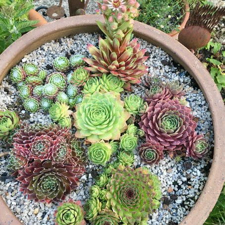 Gorgeous succulents.