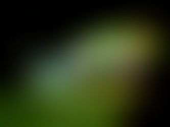 Why Costa Rica's Frogs Are So Loud at Night — The Biology Behind the Sound (La Fortuna Field Notes)