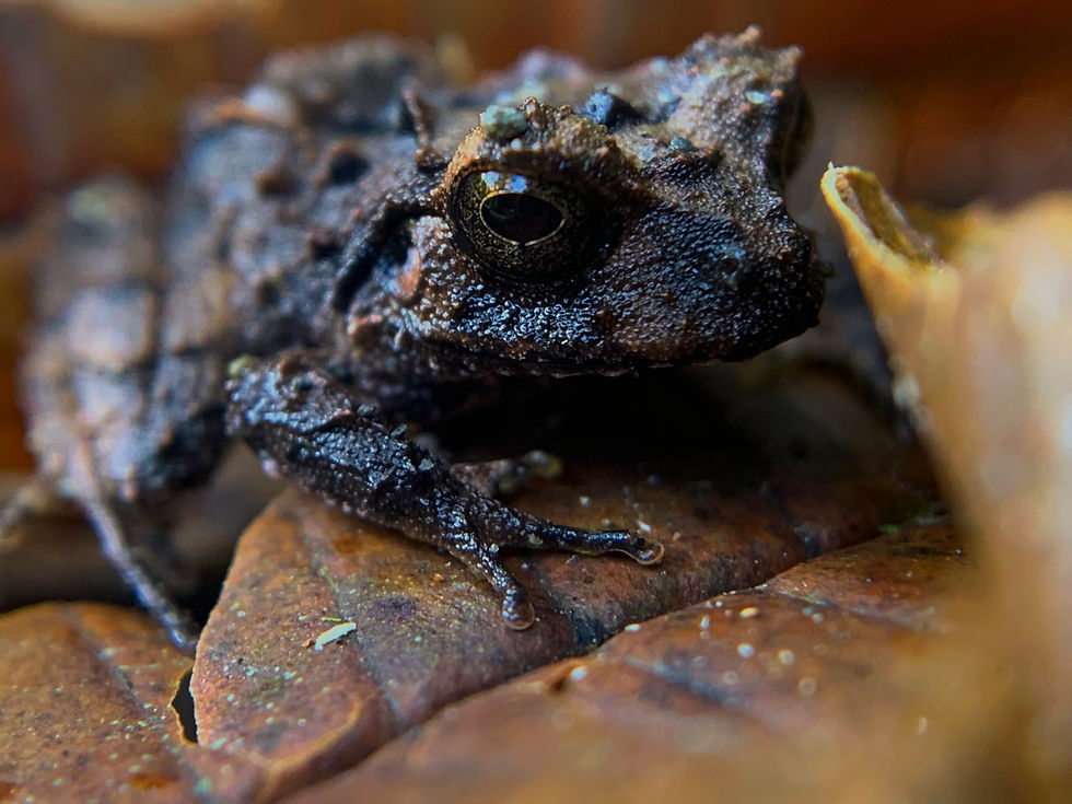 Craugastor megacephalus, Foto por: Bryan Ramírez.