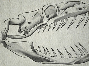 Dentition types in Neotropical snakes: Morphological adaptations and phylogenetic significance.