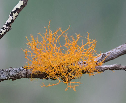 Foto 253262642, (c) Tony Iwane, algunos derechos reservados (CC BY-NC), subido por Tony Iwane · iNaturalist