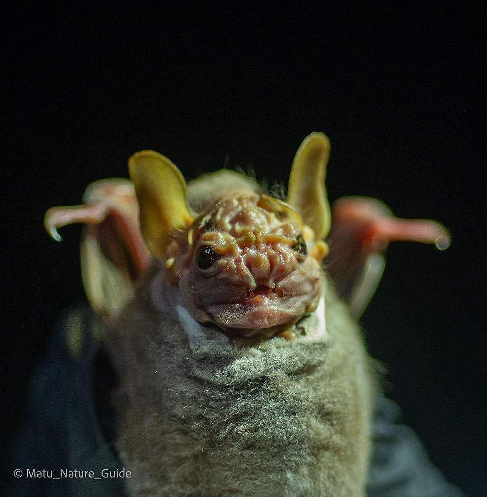 Centurio senex / Familia: Phyllostomidae / Murciélago cara arrugada / Wrinkle-faced bat. Foto por: Steven Matute.