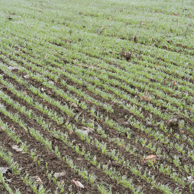 cover crops in winter.jpg