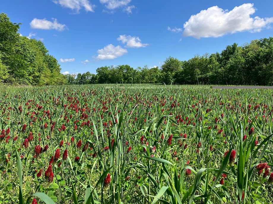 Thole Cover crops.jpg