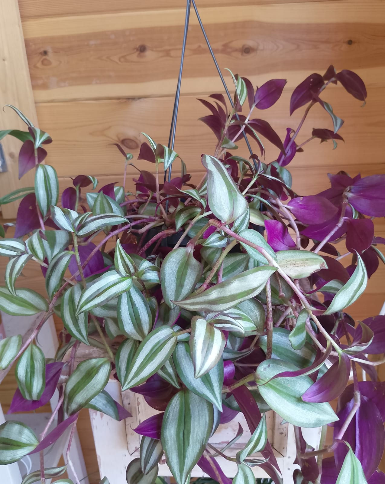 Tradescantia