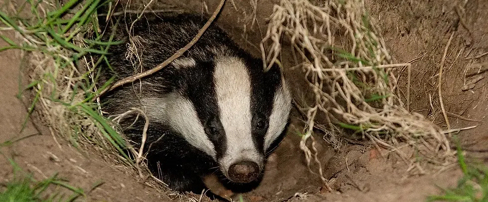 badger in a sett