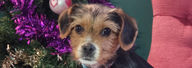 Preparing your puppy for their first Christmas