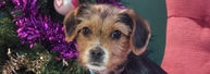 How to help animals in shelters and rescues
