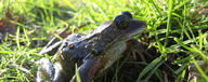Common frog
