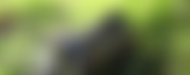 Common frog
