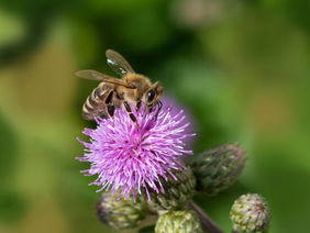 Coverage of pesticide emergency authorisation being denied to protect pollinators