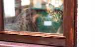 Compulsory Cat Microchipping 2024