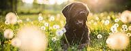 Does My Pet Have Hayfever?