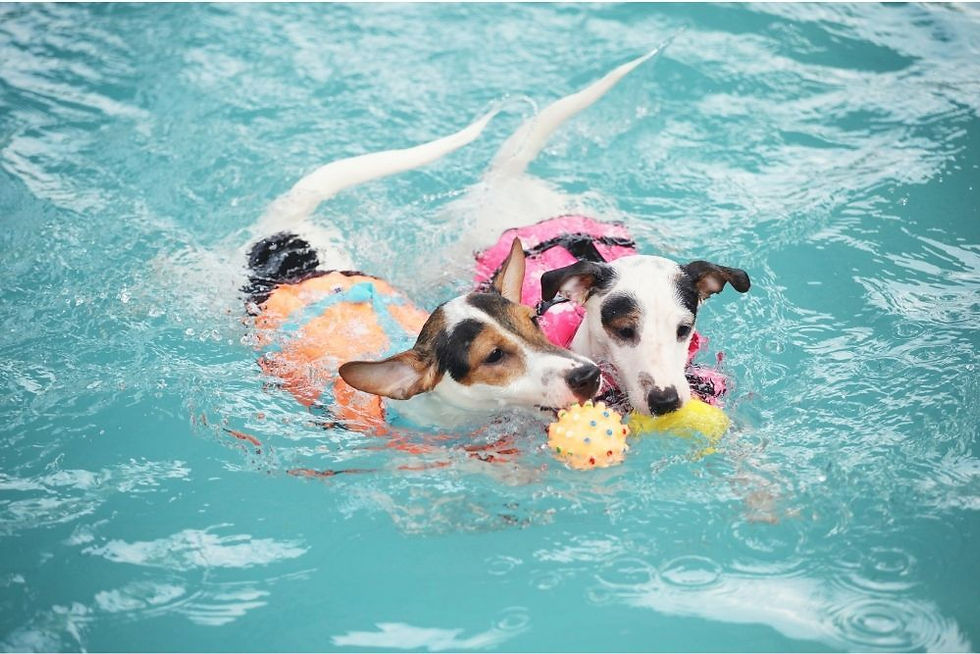 44 Fun Activities to do with Your Dog