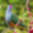Mariana Fruit Dove