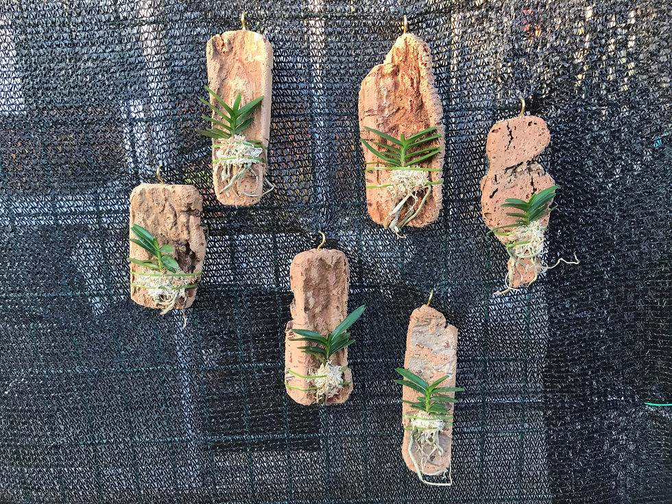 Vanda vietnamica,洋蘭,洋ラン,洋らん,育て方,種類,販売,通販,花言葉,Orchids,flower,熱帯魚,アクア,多肉植物,癒し,ゲーム,アプリ,趣味の園芸,旅行,plants,インテリア,Wiki,ebay,