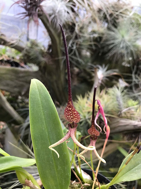 バルボフィラム ベッカリー Bulbophyllum beccarii サラワク州産