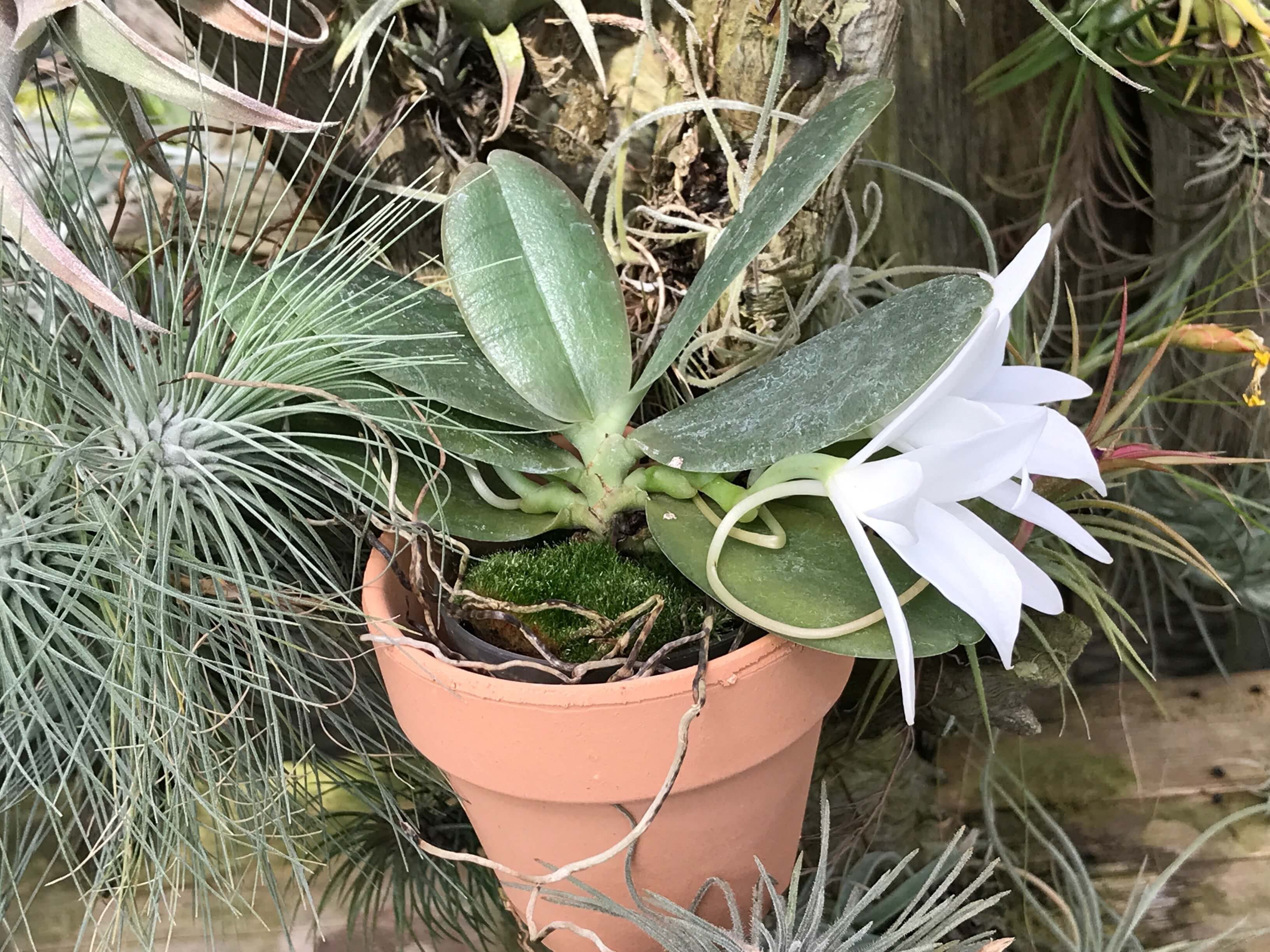 エランギス ファスツオサ Aerangis Fastuosa Nakato Orchids エランギス ファスツオサ Aerangis Fastuosa Nakato Orchids