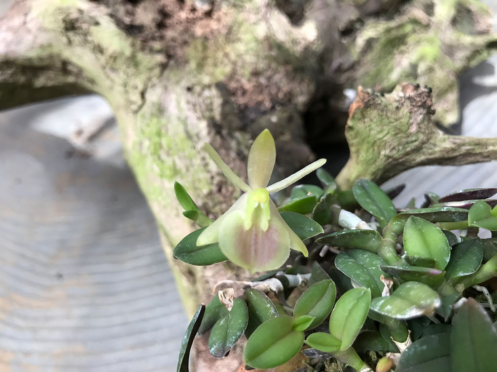 Epidendrum gnomus,洋蘭,洋ラン,洋らん,育て方,種類,販売,通販,花言葉,シンビジウム,の種類写真,山野草,多肉植物,エアープランツ,植物,動物,生物,Orchid,yahoo,facebook,amazon,楽天,Youtube,