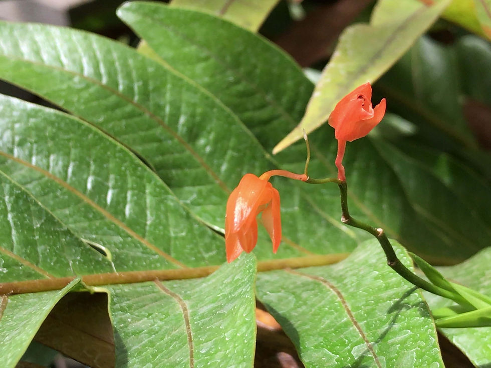 サムネイル： Coelogyne miniata ,洋蘭,洋ラン,洋らん,育て方,種類,販売,通販,花言葉,インテリア,の種類写真,BBC,google,ユニクロ,アルペン,ebay,BRUTUS,ブルータス,無印,Wiki,Google,ヤフー,ボタピー,liv