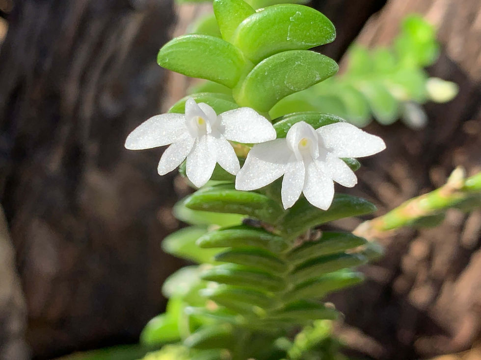 サムネイル： Angraecum distichum,洋蘭,洋ラン,洋らん,育て方,種類,販売,通販,花言葉,シンビジウム,の種類写真,山野草,多肉植物,エアープランツ,植物,動物,生物,Orchid,yahoo,facebook,amazon,楽天,Youtub