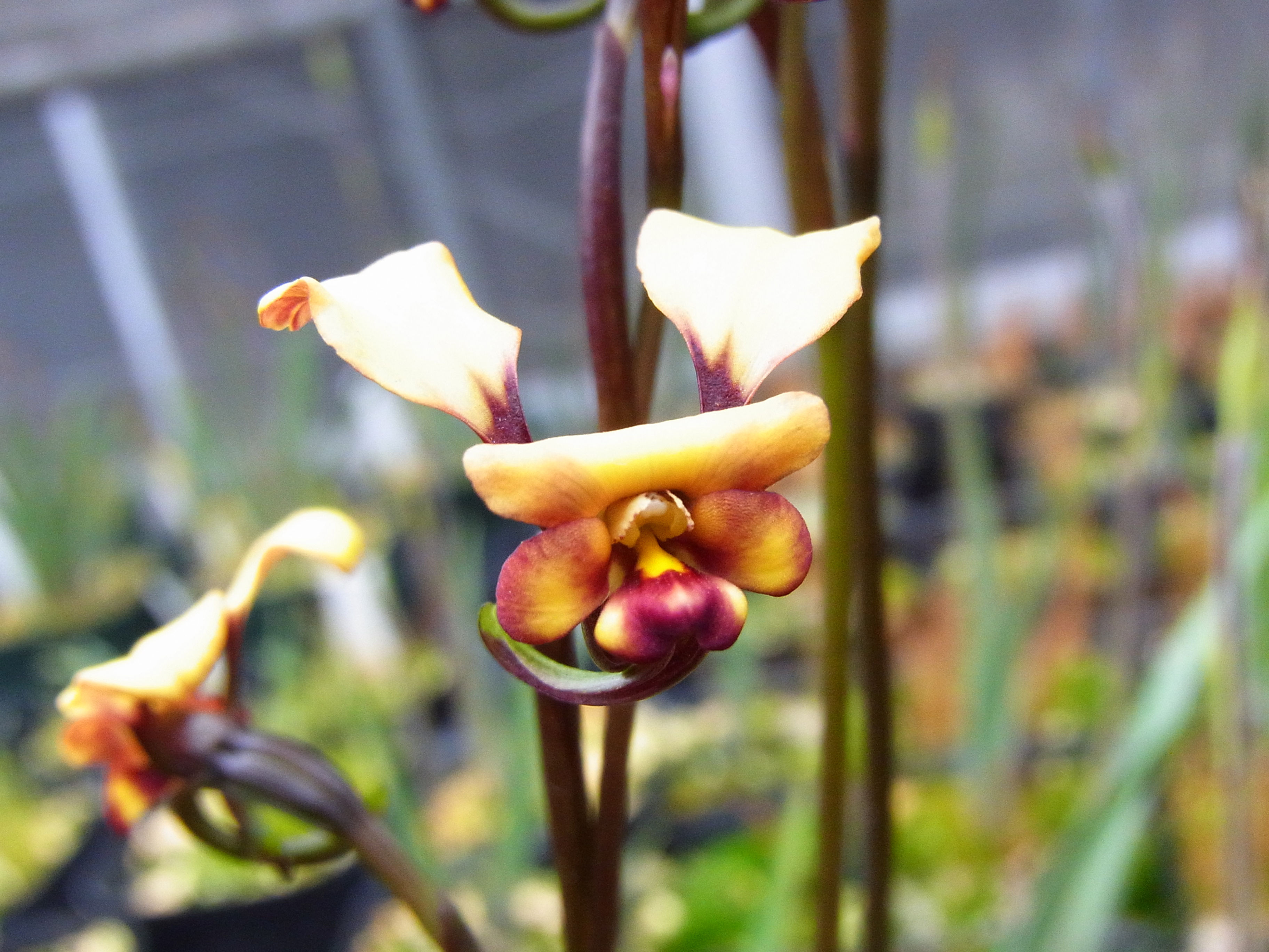 Diuris porrifolia,洋蘭,洋ラン,洋らん,育て方,種類,販売,通販,花言葉,シンビジウム,の種類写真,山野草,多肉植物,エアープランツ,植物,動物,生物,Orchid,yahoo,facebook,amazon,楽天,Youtube,