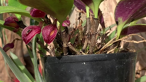 ズートロフィオン アロプルレウム Zootrophion atropurpureum | nakato