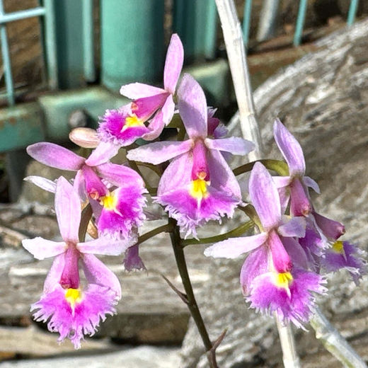 Shop背が高いTall | nakato-orchids