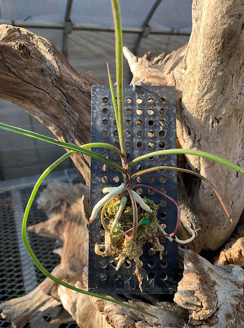 コリンシアン プラチナム ベッカム イングランドH ホルコグロッサム キンバリアナム Holcoglossum kimballianum