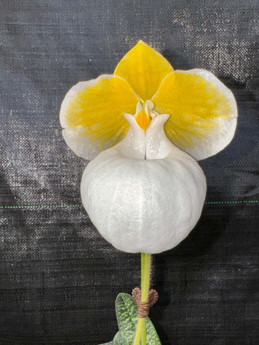 パフェオペディラム ミクランサム アルバ 中の大株 Paphiopedilum