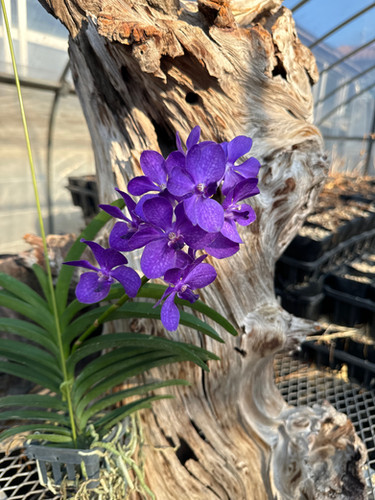 V. Edward Dawn　Vanda　ヴァンダ　バンダ　大株　洋ランらん V. Edward Dawn Vanda ヴァンダ バンダ 大株 洋ランらん