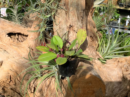 ズートロフィオン アロプルレウム Zootrophion atropurpureum | nakato