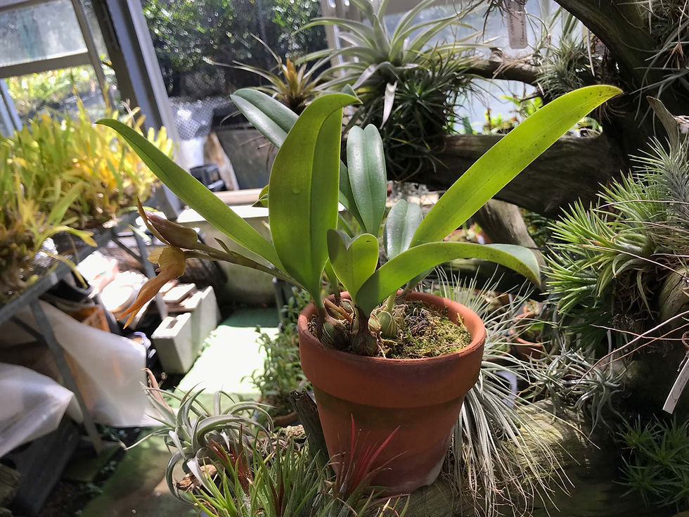 サムネイル： Bulbophyllum cootesii,洋蘭,洋ラン,洋らん,育て方,種類,販売,通販,花言葉,Orchids,flower,熱帯魚,アクア,多肉植物,癒し,ゲーム,アプリ,趣味の園芸,旅行,plants,インテリア,Wiki,ebay,