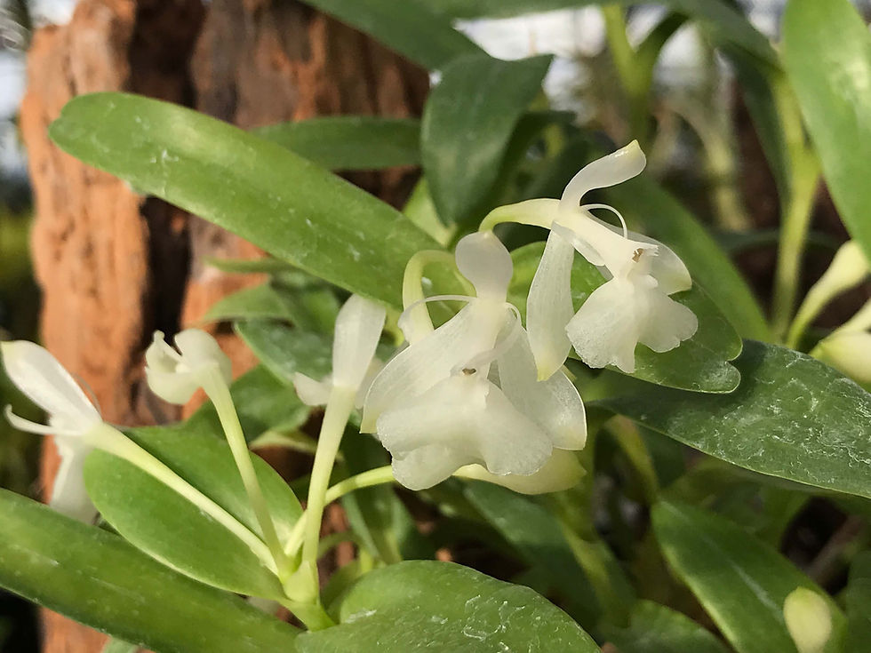 Epidendrum difforme,洋蘭,洋ラン,洋らん,育て方,種類,販売,通販,花言葉,シンビジウム,の種類写真,山野草,多肉植物,エアープランツ,植物,動物,生物,Orchid,yahoo,facebook,amazon,楽天,Youtub