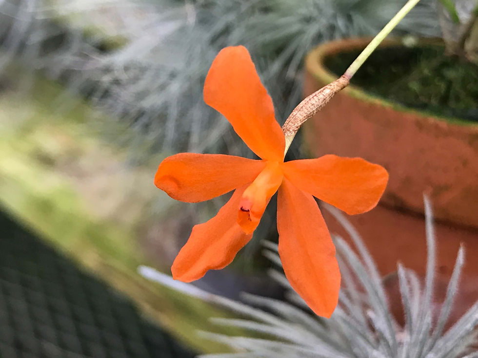 サムネイル： Neocogniauxia monophylla,洋蘭,洋ラン,洋らん,販売,通販,北海道,青森県,岩手県,宮城県,秋田県,山形県,福島県,茨城県,栃木県,群馬県