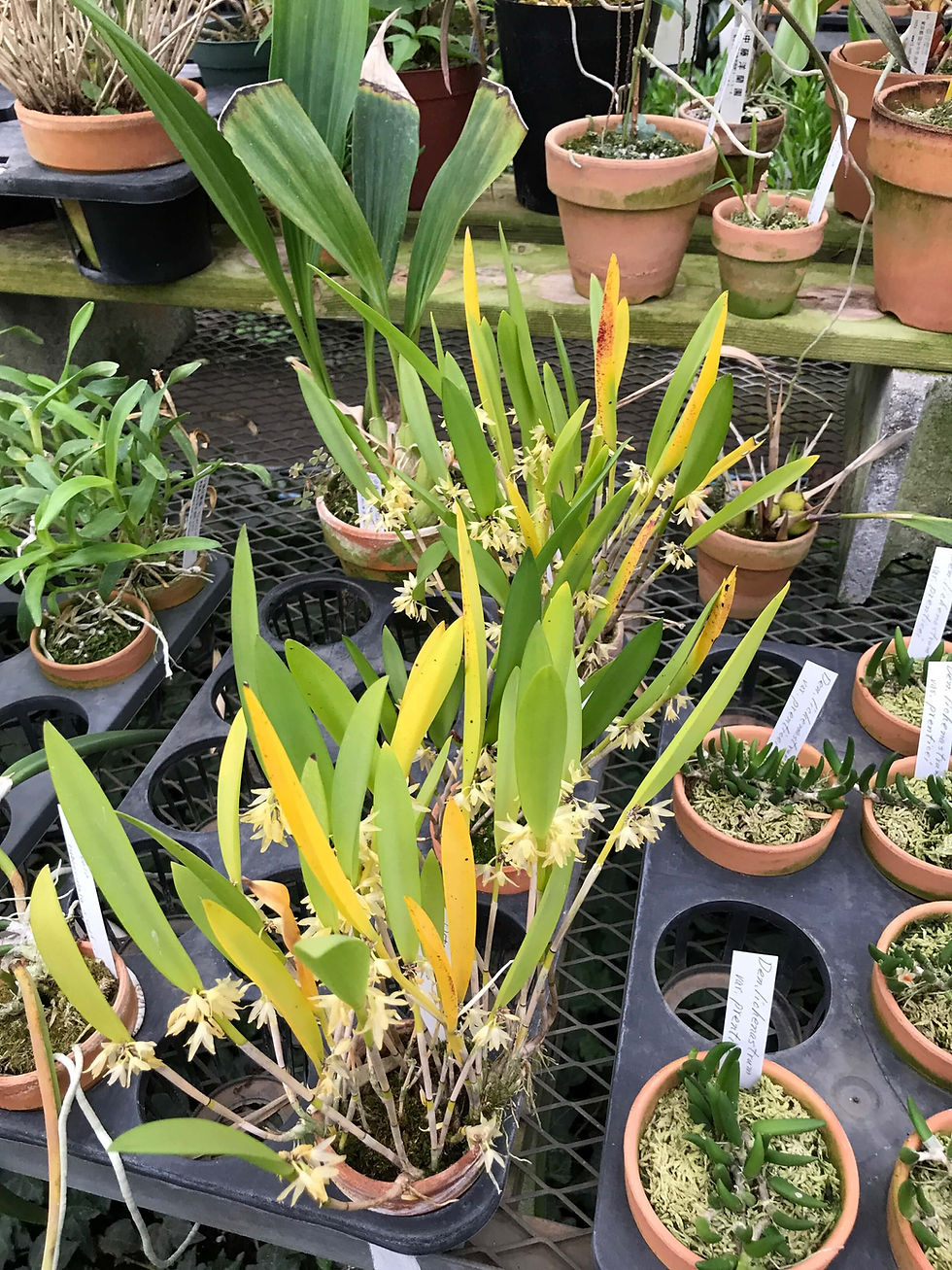 サムネイル： Octomeria alpina,洋蘭,洋ラン,洋らん,育て方,種類,販売,通販,花言葉,シンビジウム,の種類写真,山野草,多肉植物,エアープランツ,植物,動物,生物,Orchid,yahoo,facebook,amazon,楽天,Youtube,ニ