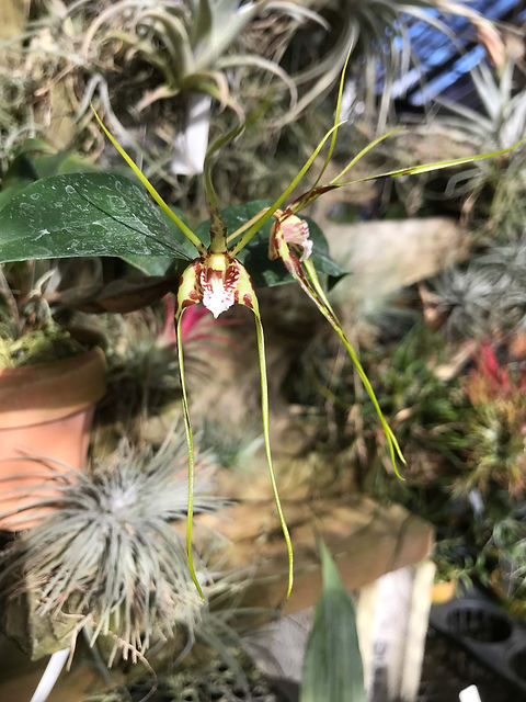 デンドロビューム テトラゴナム Dendrobium tetragonum | nakato-orchids