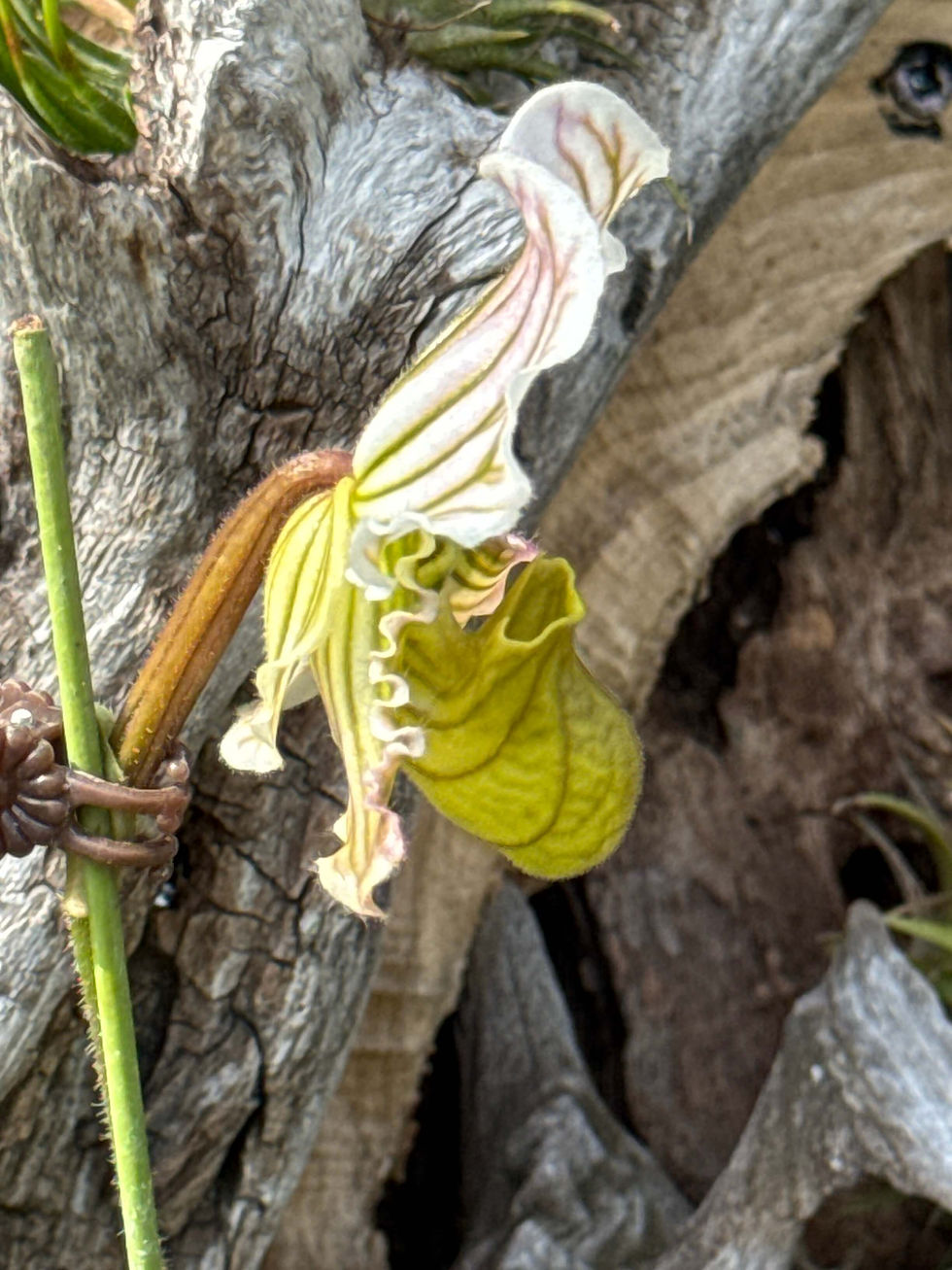 サムネイル： Paphiopedilum fairrieanum fma. semi-alba (`Nakato'x`Super Cool' No.1),洋蘭,洋ラン,洋らん,育て方,植物,販売,通販,花言葉,天下一植物界,花友フェスタ,花友フェスタ,Tokyo